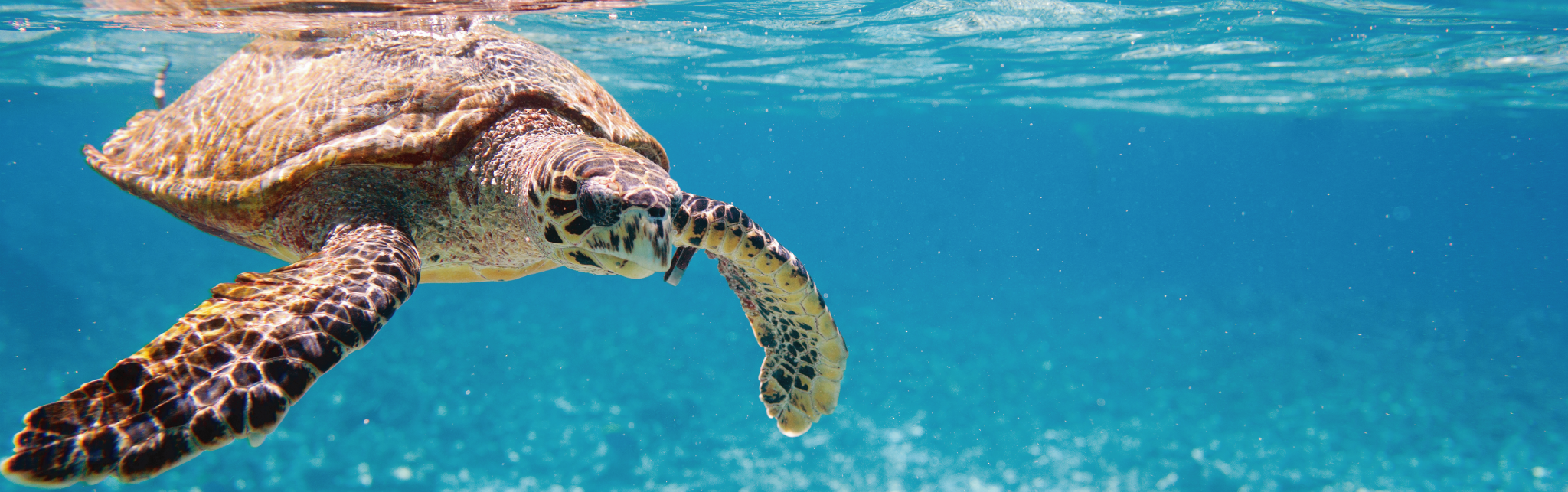 When we protect our oceans, we're protecting our future
